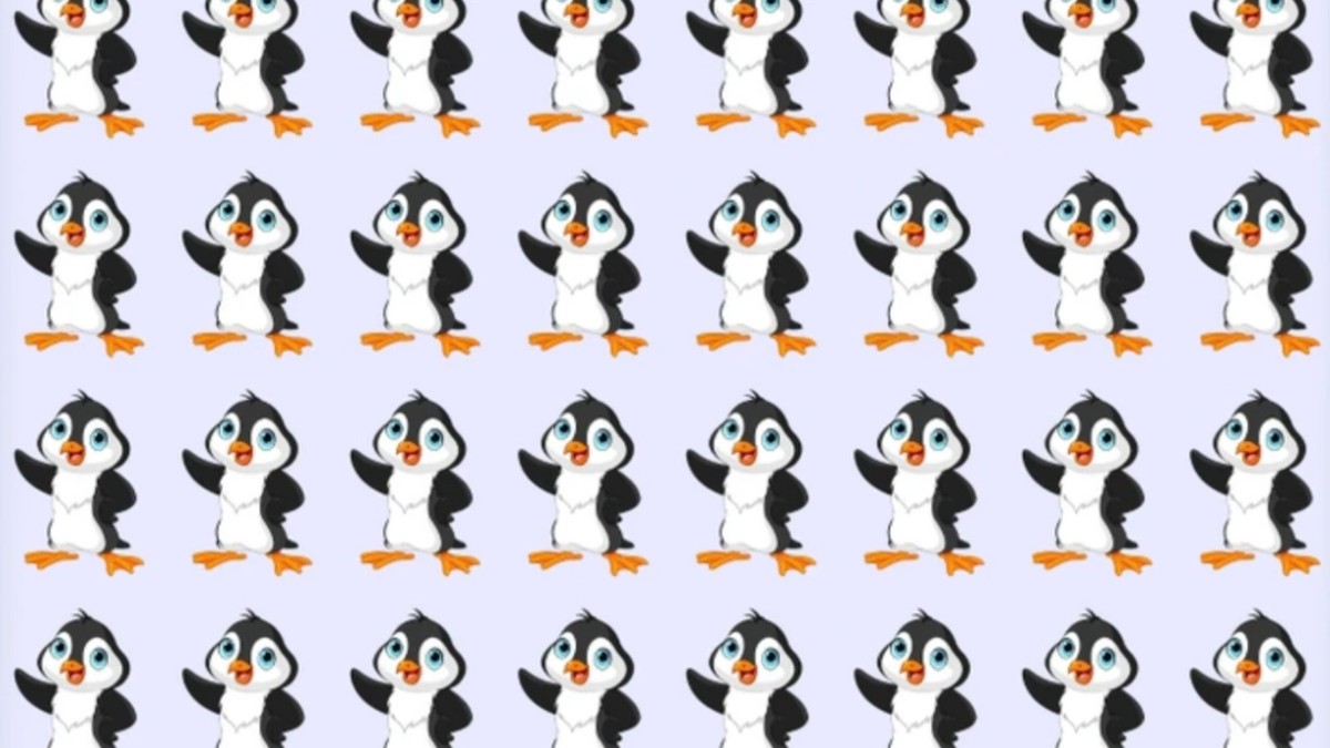 Uno dei pinguini nella foto è diverso!  Coloro che riescono a trovarlo hanno un QI di almeno 120
